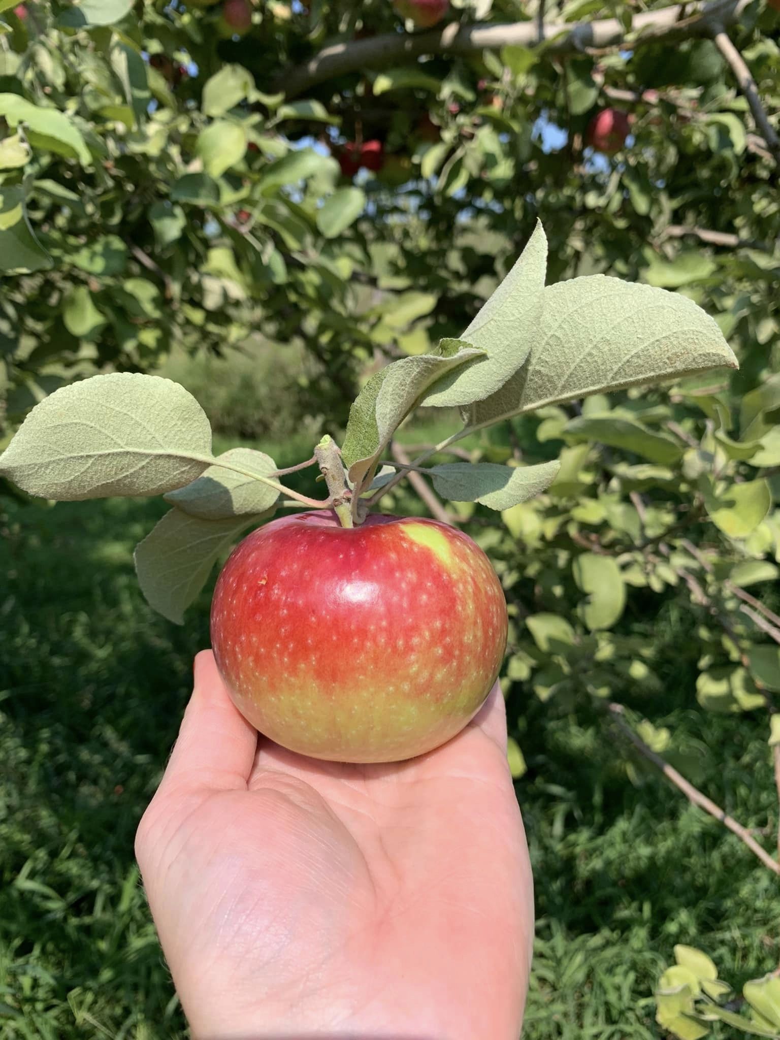 Super Bee Orchard Fort Calhoun Family Legacy Fort Calhoun, Nebraska News